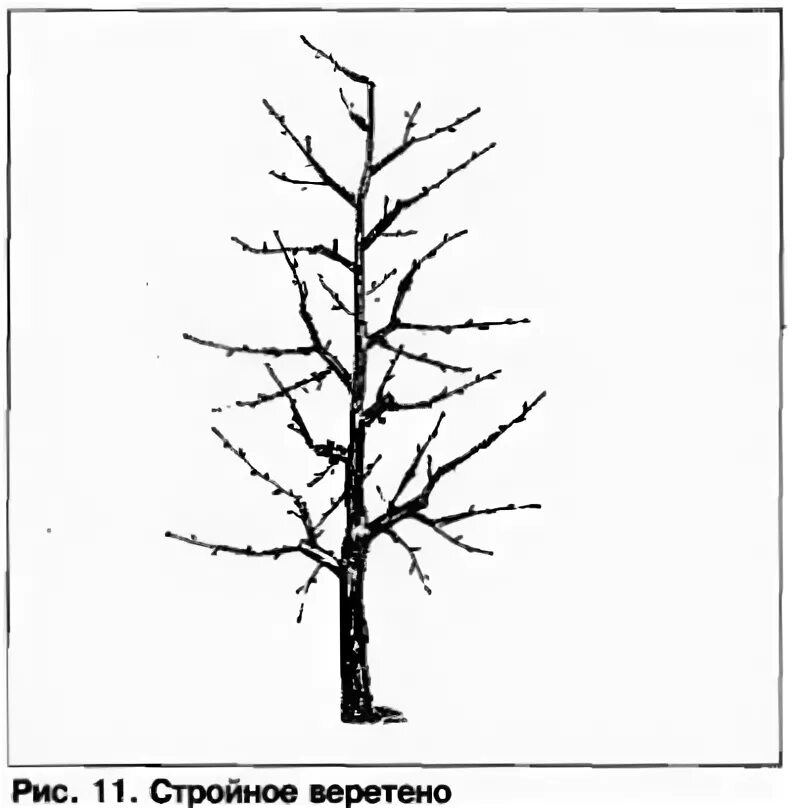 Формировка веретено. Крона веретено яблоня. Формировка яблони веретено. Формировка яблони веретено. Формировка деревьев веретено.