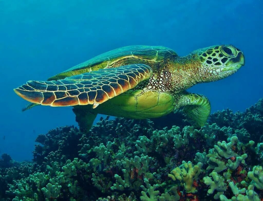 Рептилии живущие в воде. Зеленая суповая черепаха. Морская суповая черепаха. Зелёная черепаха Chelonia mydas. Нектон черепахи.