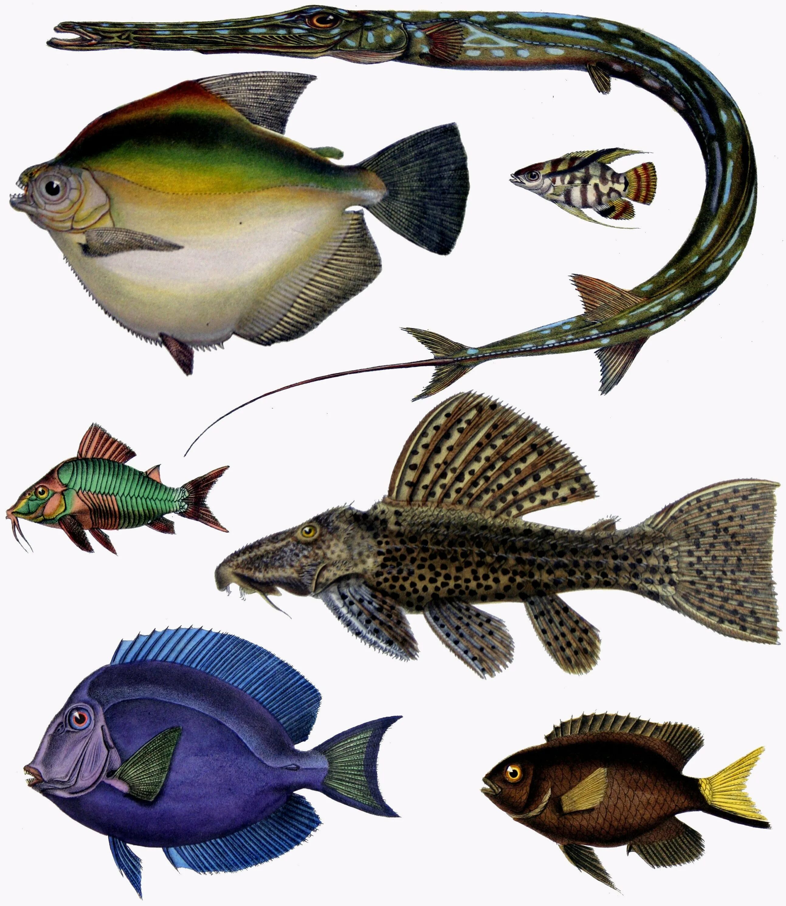 Рыбы примеры 3 класс. Рыбы. Разнообразие рыб. Позвоночные рыбы. Разные рыбы.