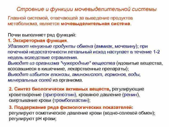 Основные функции выполняемые обменом веществ. Основные функции выполняемые обменом веществ