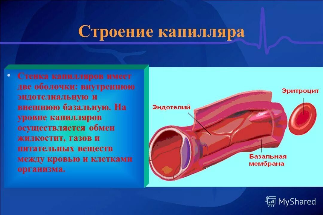 Капилляры строение и функции