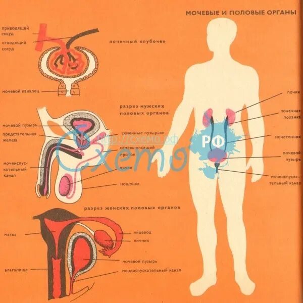 Что такое мужской пол. Половые органы схема. Изучение половых органов дети. Половые органы мужчины и женщины.