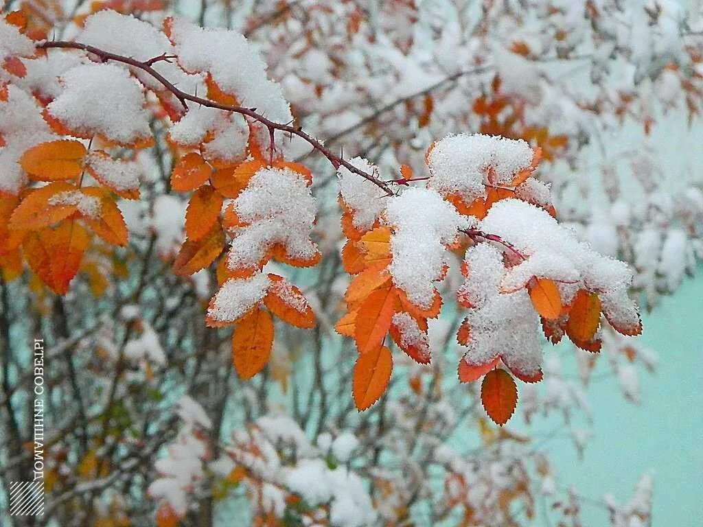 Ноябрь картинки с пожеланиями. Первый снег. С наступлением зимы. Скоро зима. Ноябрь скоро зима.