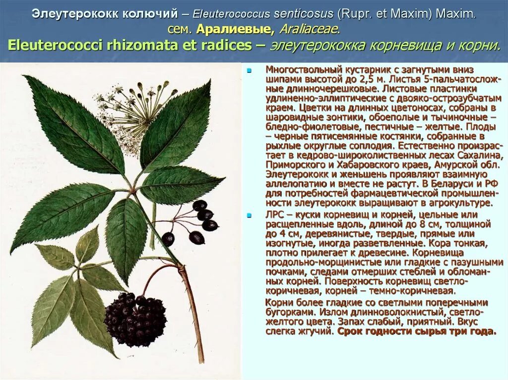 элеутерококк растение описание. элеутерококк дальневосточный. элеутерококк польза. элеутерококк колючий корневища и корни. элеутерококк экстракт настойка.