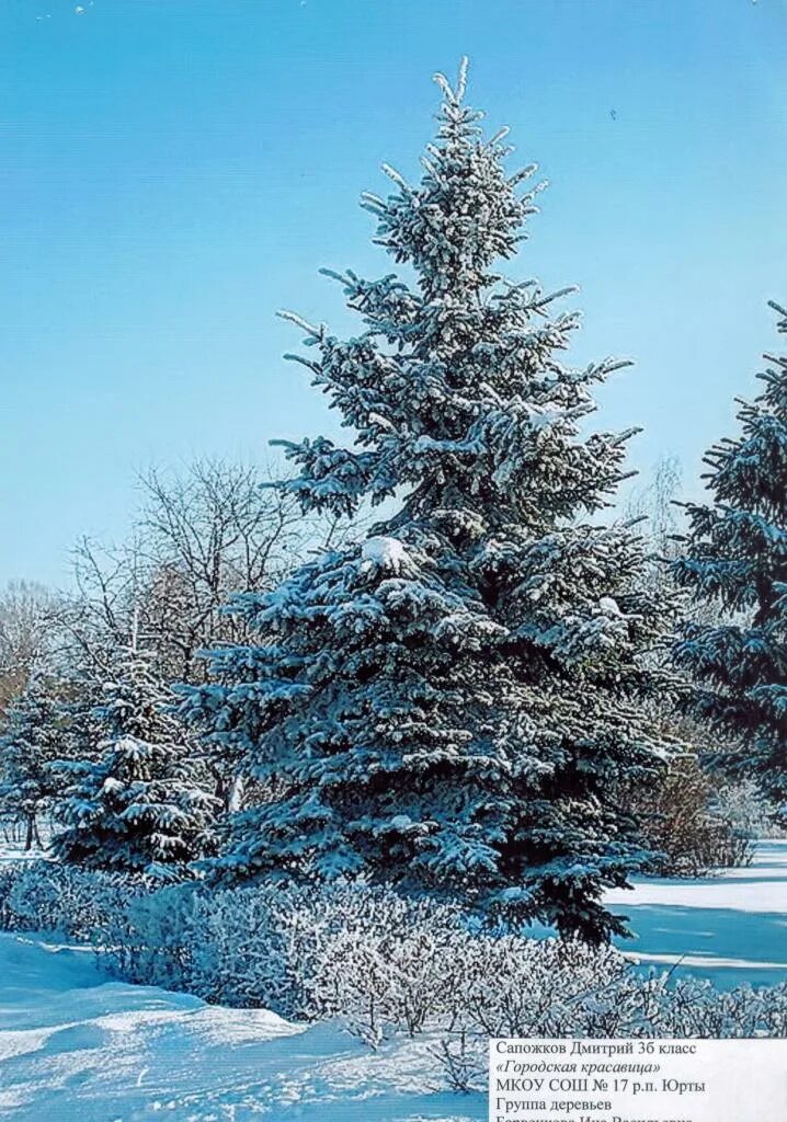 красавица елочка зимой в лесу. елка в лесу. ель в лесу. ест снег. елка зимой.