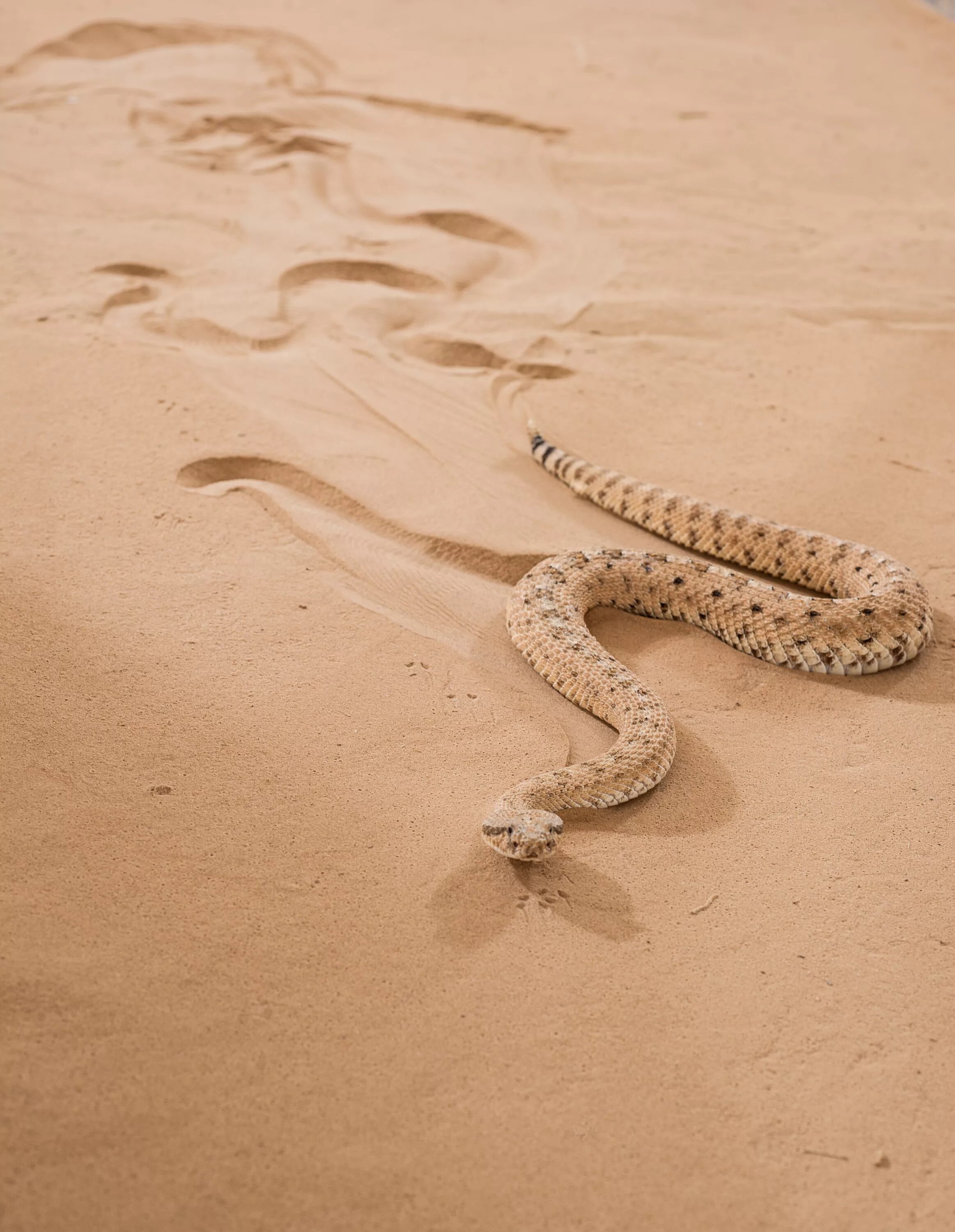 Какую среду обитания освоила песчаная змея. Песчаная Эфа альбинос. Египетская Песчаная Эфа. Песчаная гадюка. Пустынная змея Эфа.