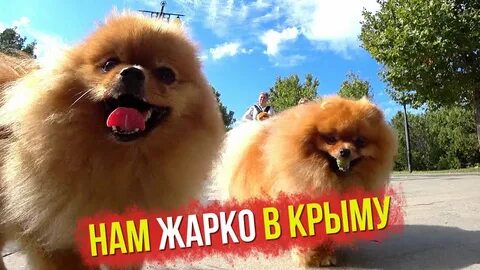 Шпица учит китайский язык