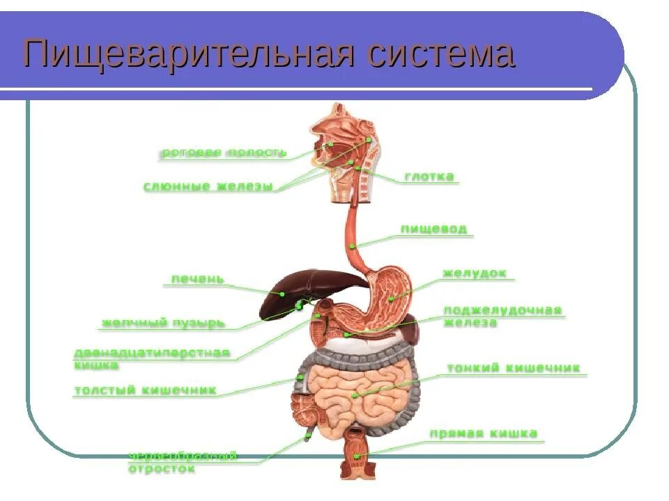 Перекрест пищеварительного и дыхательного путей происходит в
