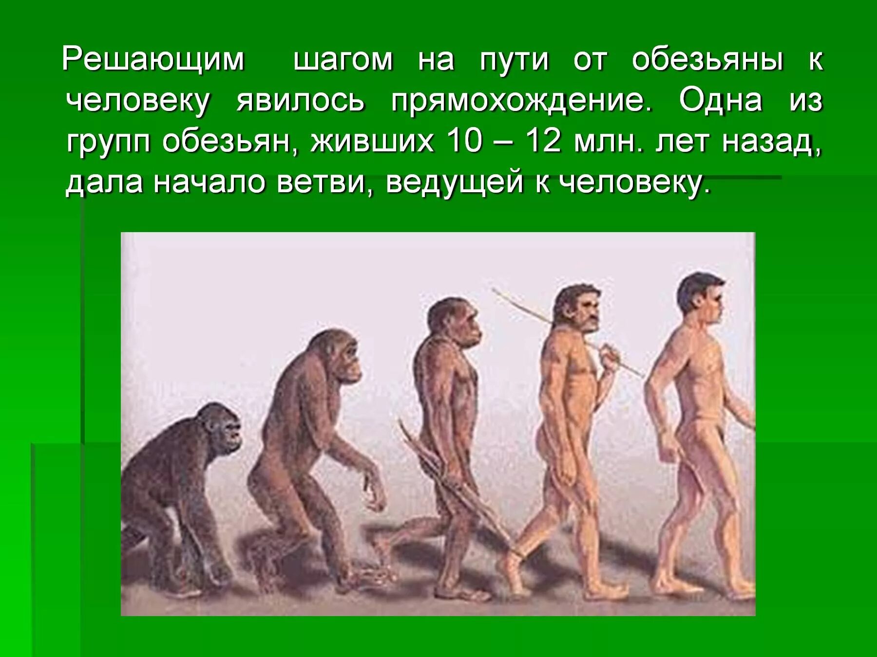 Возникновение прямохождения. Эволюция обезьяны в человека. Эволюция человека картинки. От обезьяны к человеку. Путь от обезьяны к человеку.