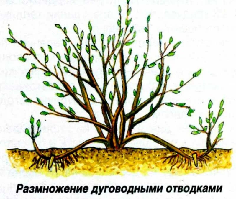 Размножение смородины отводками. Черенкование смородины. Черенок смородины укоренить. Отводки в размножении смородины. Размножение смородины отводками.