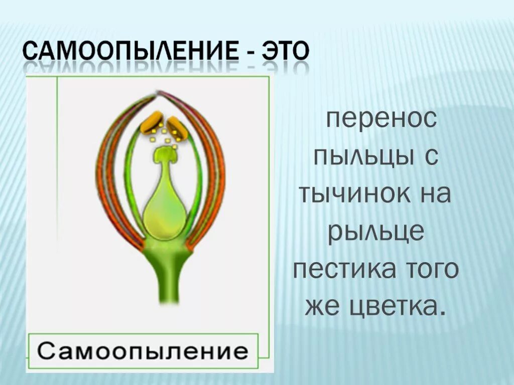 Опыление растений самоопыление. Самоопыление это в биологии 6 класс. Самоопыление 6 класс. Самоопыление растений 6 класс биология. Схема самоопыления хвойные