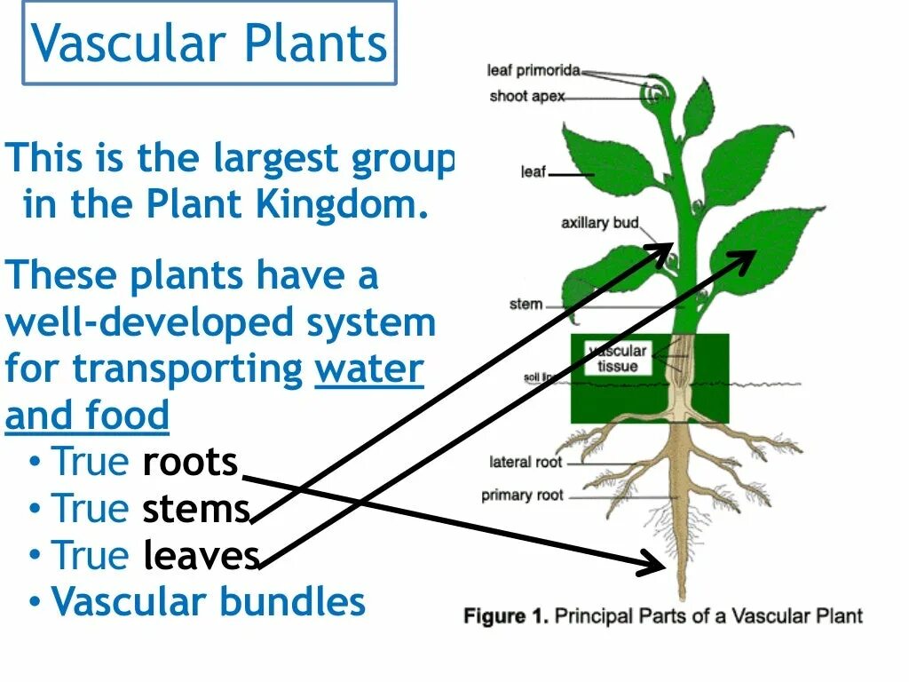 Parts of plants and trees презентация. Parts of a plant. A plant перевод. Plant на английском. Plants на английском для детей.