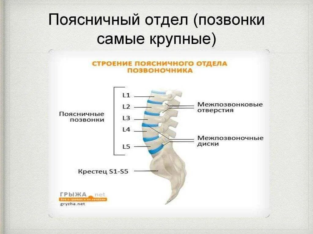 Отделы позвоночника у простейших. Название позвонков пояснично крестцового отдела. Позвоночник строение анатомия поясничного отдела. Поясничный отдел позвоночника состоит из позвонков. Строение позвонка крестцового отдела.