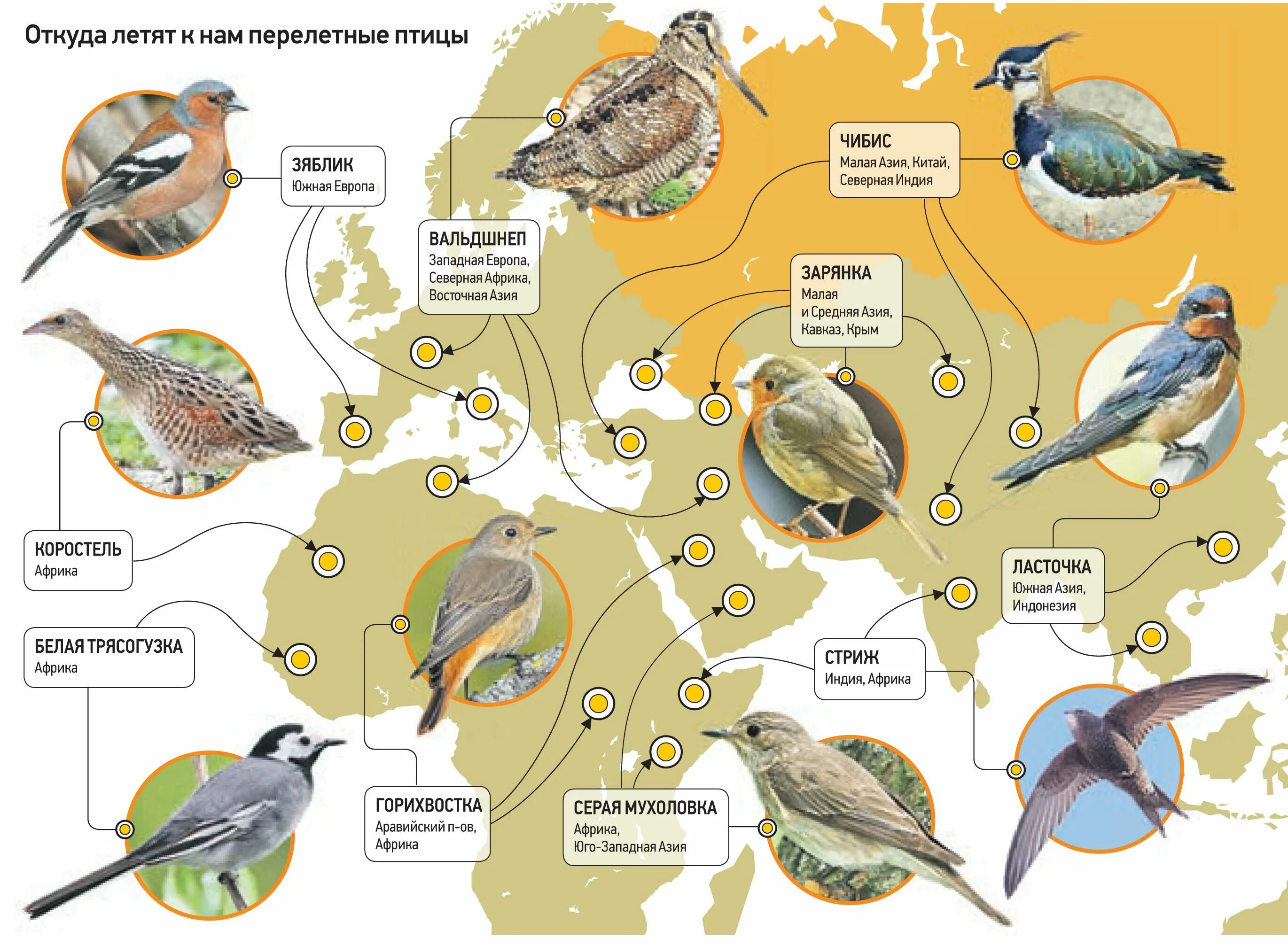 Карта bird. Маршруты миграции птиц России. Карта зимовки перелетных птиц. Маршруты перелетных птиц на карте. Карта миграции птиц.