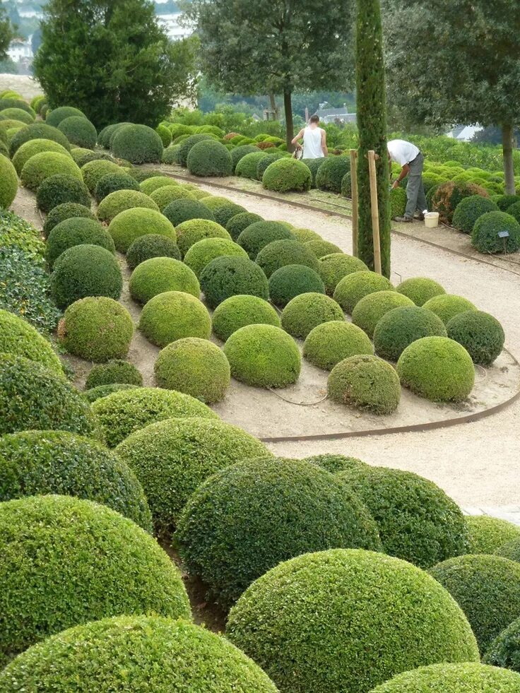 Дерево в виде шара. Buxus sempervirens самшит. Самшит вечнозеленый (шар). Buxus sempervirens изгородь. Самшит кустарник шаровидные.