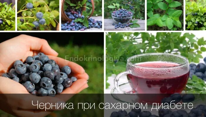 Можно ли чернику при диабете 2 типа. Черника при диабете. черника от сахарного диабета. листья черники при сахарном диабете. черничный лист при сахарном диабете 2 типа.