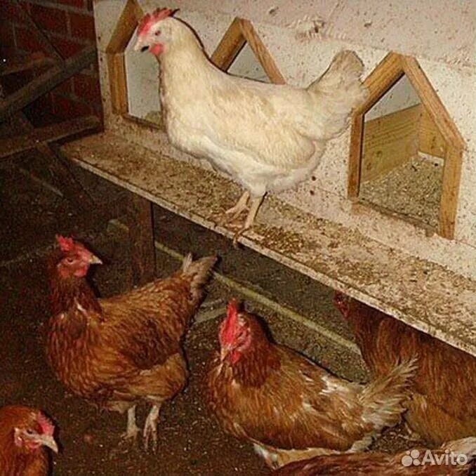 Почему не несутся молодые куры несушки. Куры зимой. куры несутся. индийские куры несушки. куры разных пород в одном курятнике.