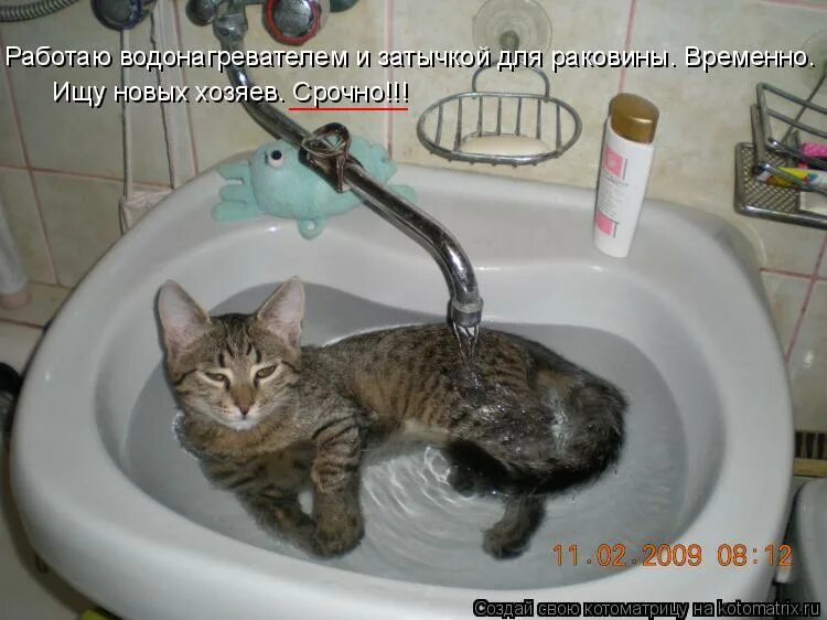 После обеда хозяин. Котик раковина вода. Кошачьи проказы с надписями. Кот в раковине. Кот купается с прикольными надписями.