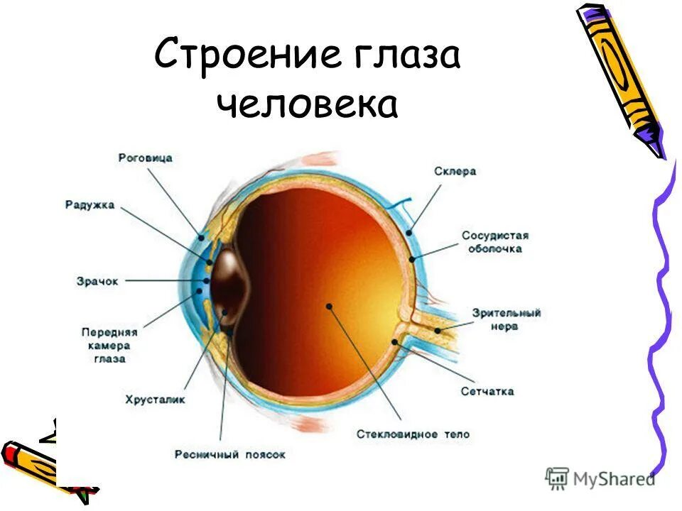 Строение глаза и значение