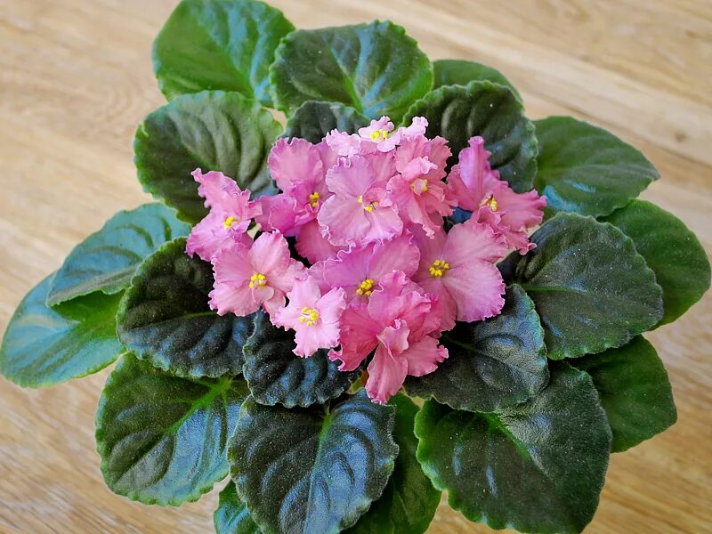 Фиалка ек рыжий кот. Сенполия ек рыжий кот. Фиалка рыжий кот. Сенполия ек агата. Фиалка ек рыжий кот.