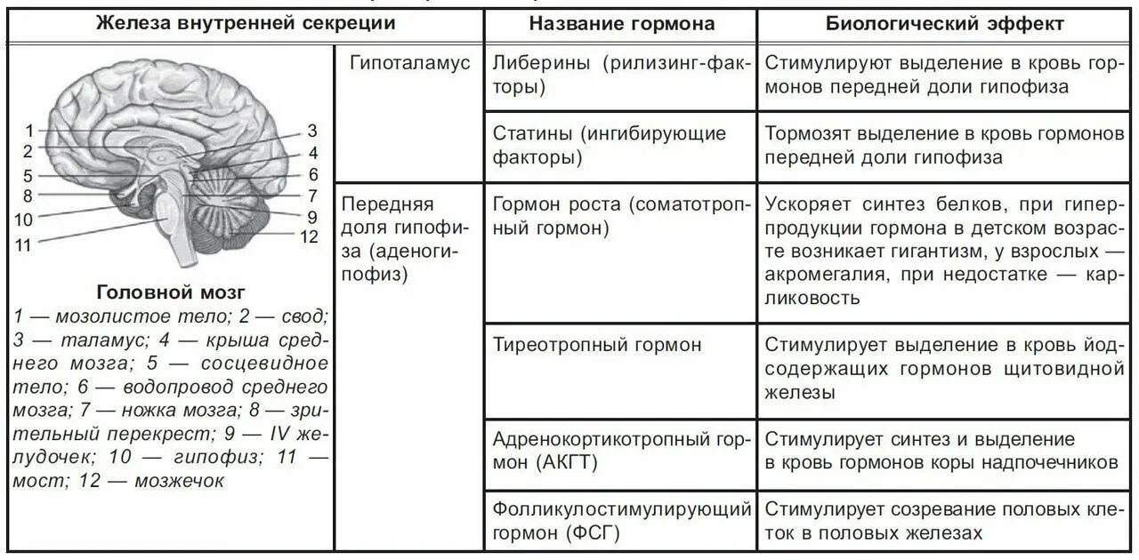 Таблица функции желез секреции желез. Железы внутренней секреции таблица егэ биология. строение и функции эндокринной системы таблица. строение и функции желез внутренней секреции таблица. железы внутренней секреции гормоны функции таблица.