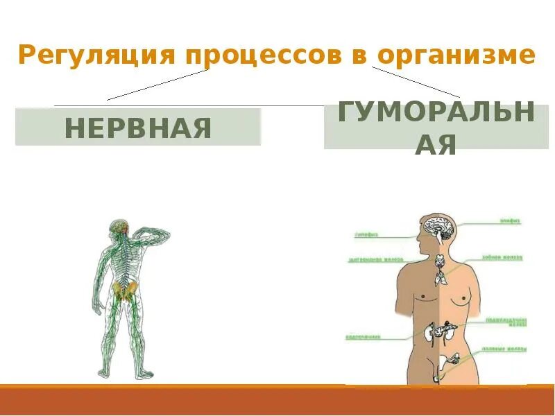 Гуморальная регуляция мозга. Гуморальная система биология 8 класс. Гуморальная регуляция и эндокринная система животных и человека. Регуляция процессов в организме. Гуморальная регуляция схема.