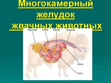 Желудок жвачного животного 5