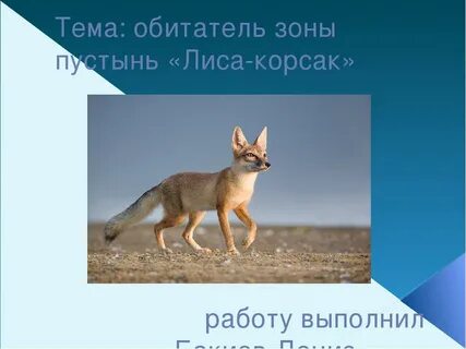 Лисица корсак природная зона