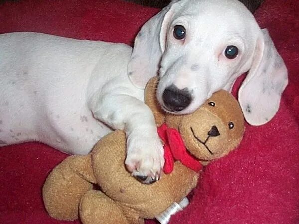 Белая такса. Такса белого цвета. Белая такса. Белая такса альбинос. Белая такса альбинос.