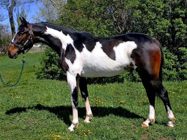 Meet Color Notch Up: A Stunning Thoroughbred Stallion from France