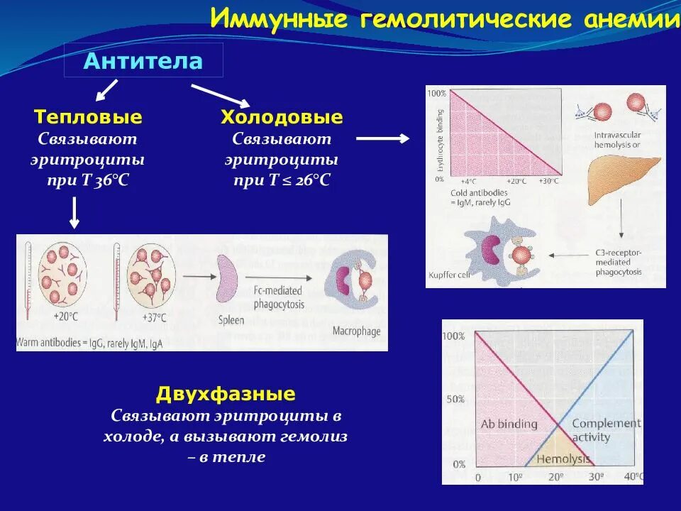 Иммунная анемия. Гемолитическая анемия тепловые антитела. Анемия обусловленная тепловыми антителами этиология. Тепловые и холодовые антитела. Гемолитическая анемия с холодовыми антителами и тепловыми.