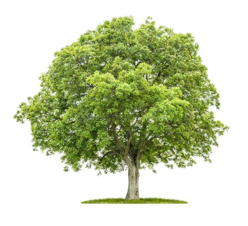 Baum und
