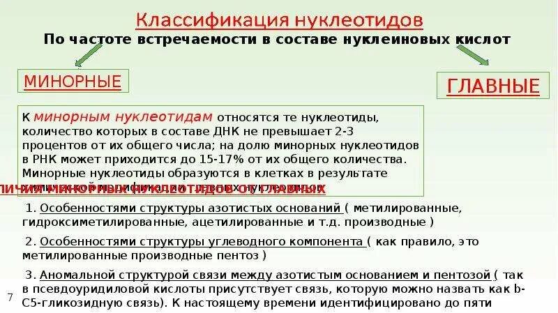 Классификация нуклеотидов. Минорные нуклеотиды. Минорные нуклеиновые основания. Минорные нуклеотидные основания.