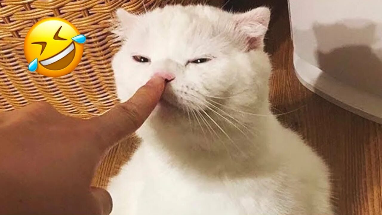 Коты помирились. Носик кошки. Кошка здоровается лапой. Кошка дай пять. Котик с компьютером.