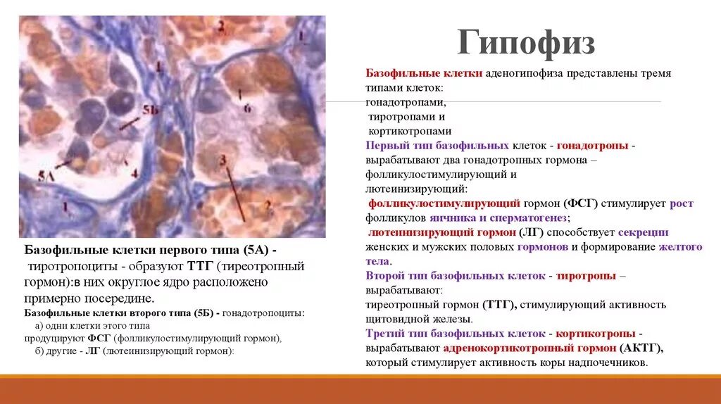 Гормоны гистология. Аденогипофиз гистология гормоны. базофильные клетки передней доли гипофиза вырабатывают. оксифильные клетки гипофиза. клетки передней доли гипофиза гистология.