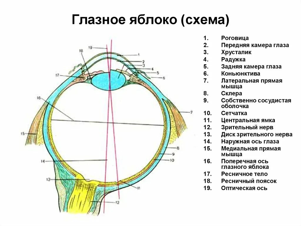 Элементы глаза. Схема глазного яблока (в сагиттальном сечении). Горизонтальный разрез глазного яблока анатомия. Схема строения оболочек глазного яблока. Строение глазного яблока анатомия латынь.