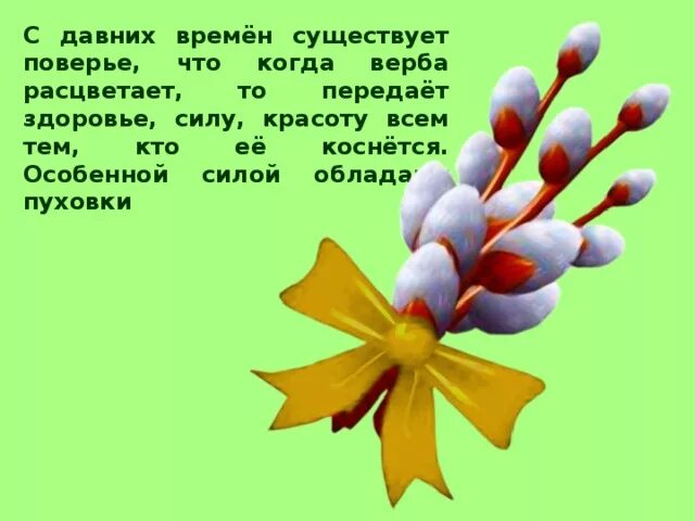 Загадка про вербу для детей. Стих про вербу для детей. Верба для дошкольников. Маленькое стихотворение про вербу.