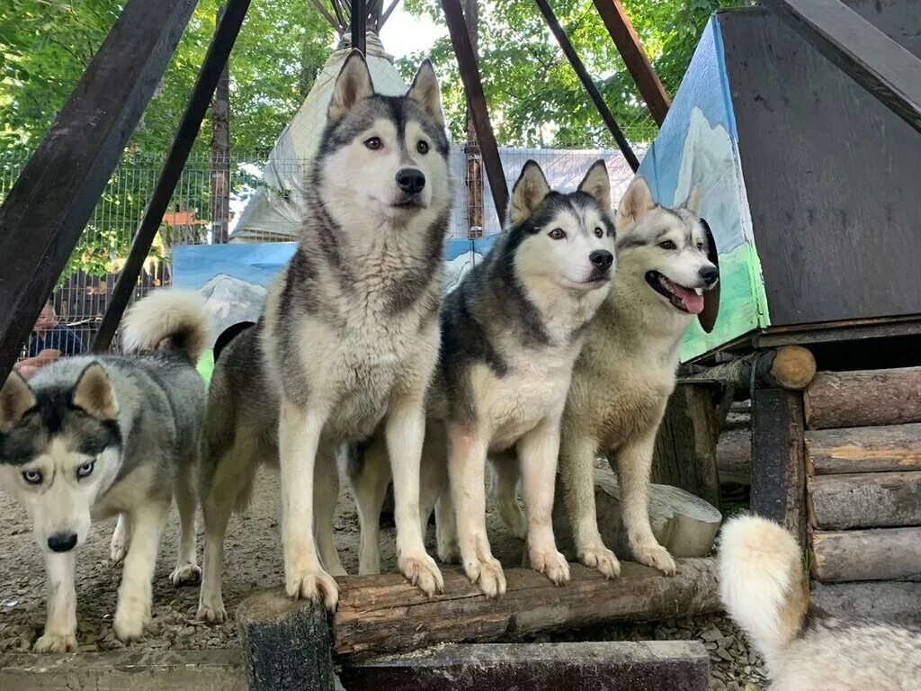 Хаски центр сочи. Хаски центр сочи красная поляна. Хаски сочи красная поляна. Хаски сочи. Хаски парк сочи красная поляна.