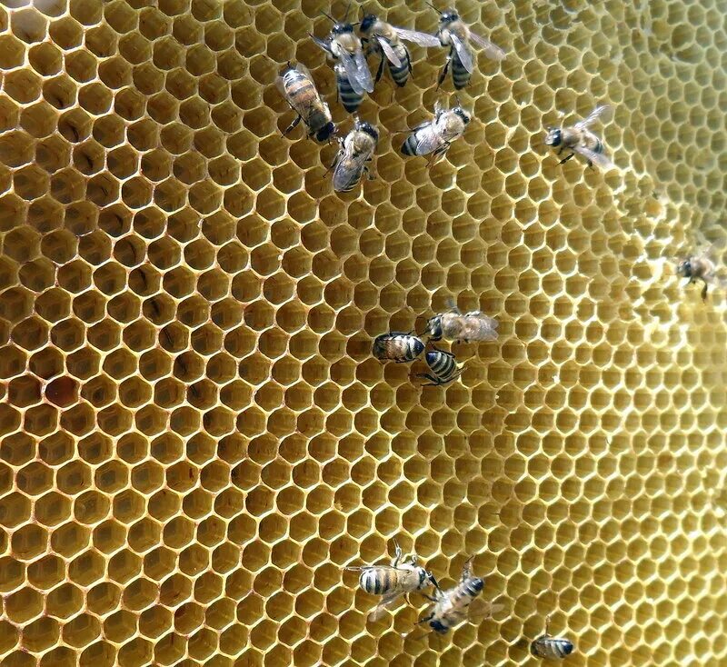 Медовая вощина. Соты пчелиные вощина. Рамка для пчелиных сот. Рамка с пчелами и сотами.