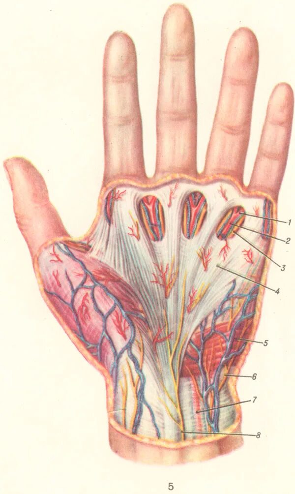 Левой ладони руки. Ладонный апоневроз топографическая анатомия. Ладонный апоневроз кисти.