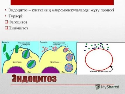 Эндоцитоз структура клетки