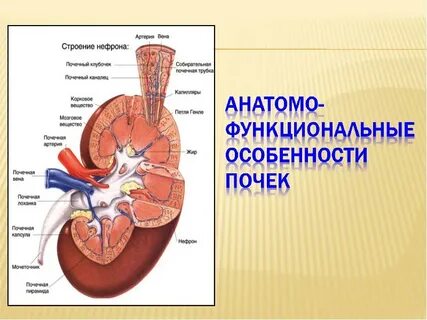 В чем особенность строения почечной