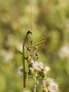 Pregadeus 16 - mantis religiosa (2975264551).jpg. 