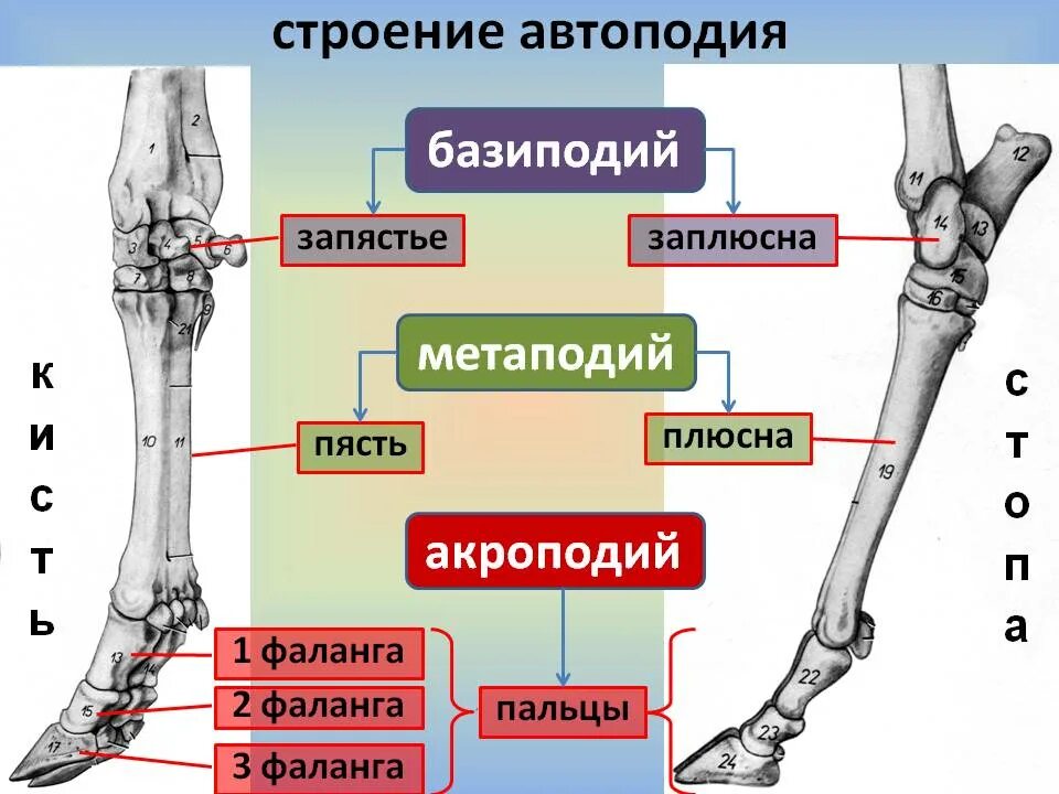 Из каких отделов состоит задняя конечность