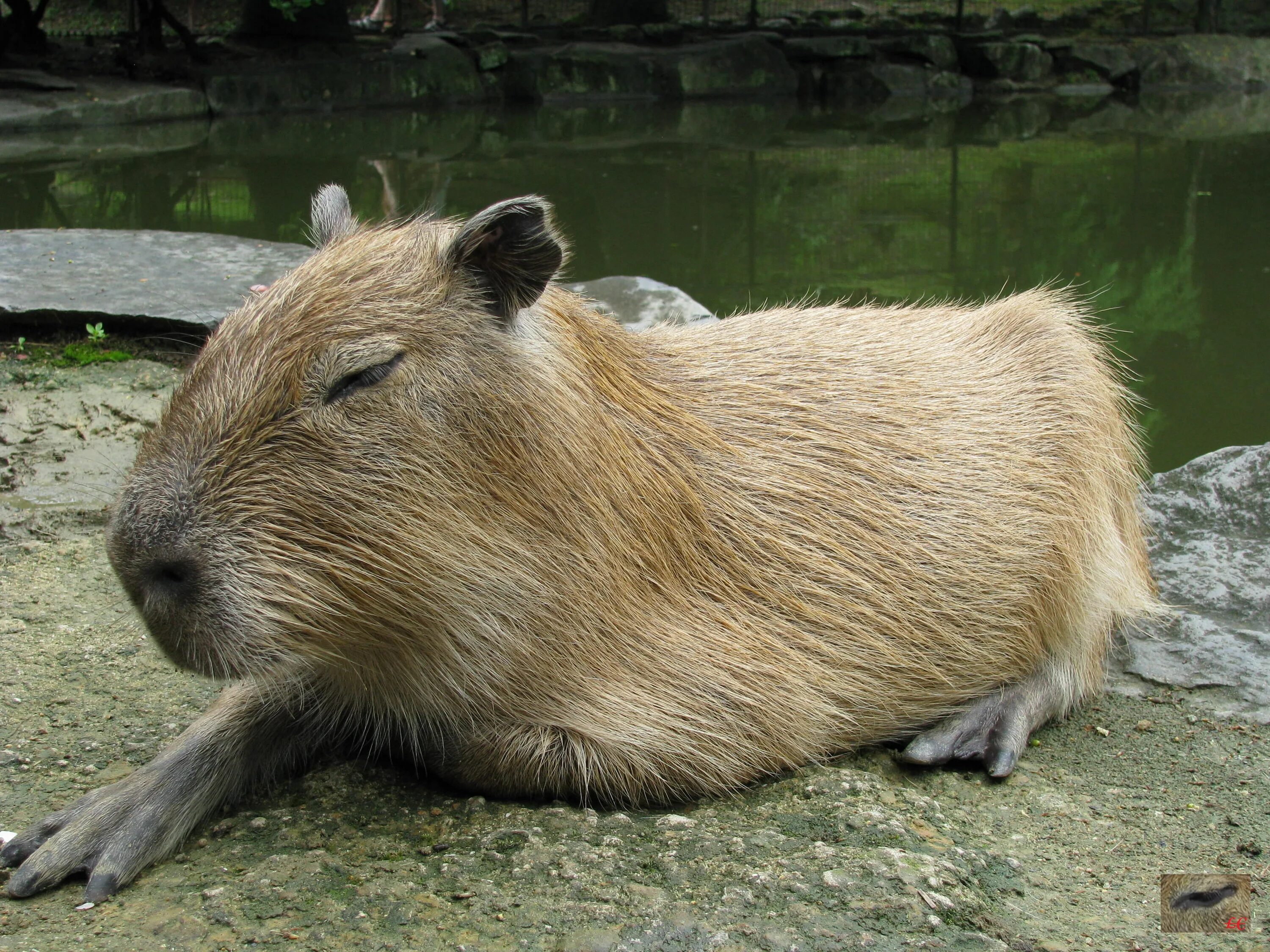 Capybara authbot