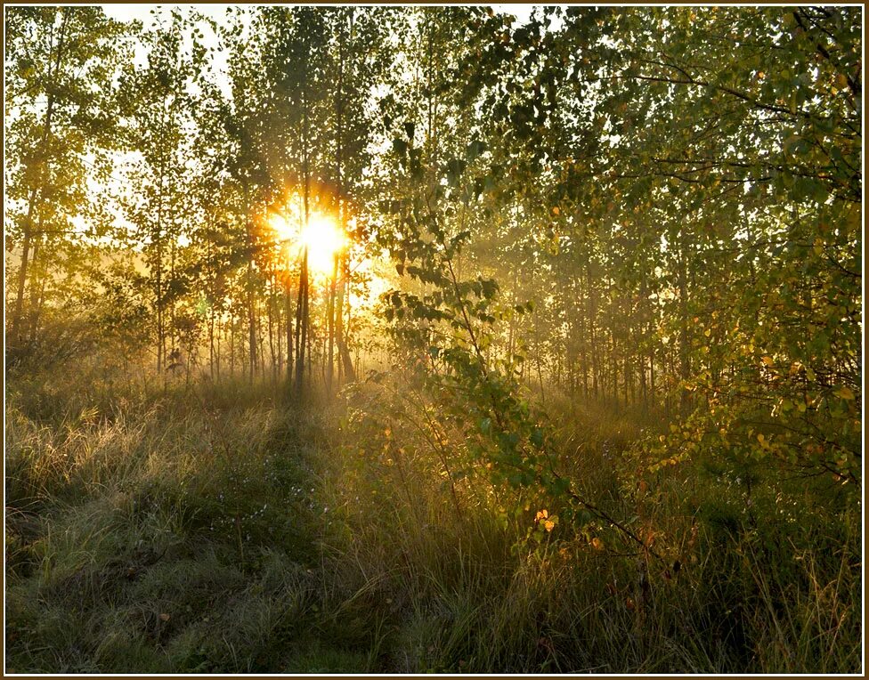 Солнце утром. Солнце встает. Утро природа. Первые лучи солнца.