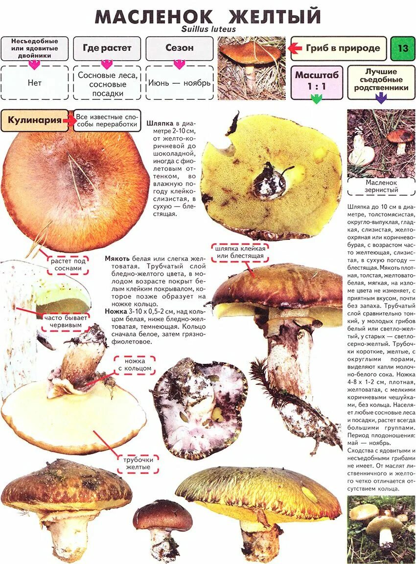 Как отличить съедобные. Гриб маслёнок ложный. Грибы маслята ложные. Масленок гриб двойник. Грибы-двойники маслёнок ложный маслёнок.