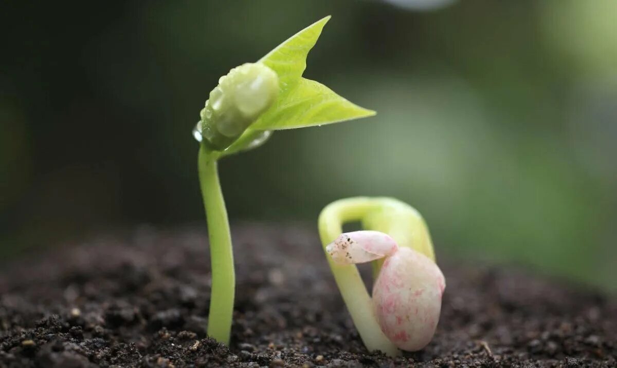 Крошечный росточек. Прорастание семян проросток. Seed germination. Семена фасоли ростки. Проростки семян фасоли в земле.