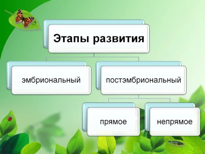 Индивидуальное развитие животных - презентация онлайн