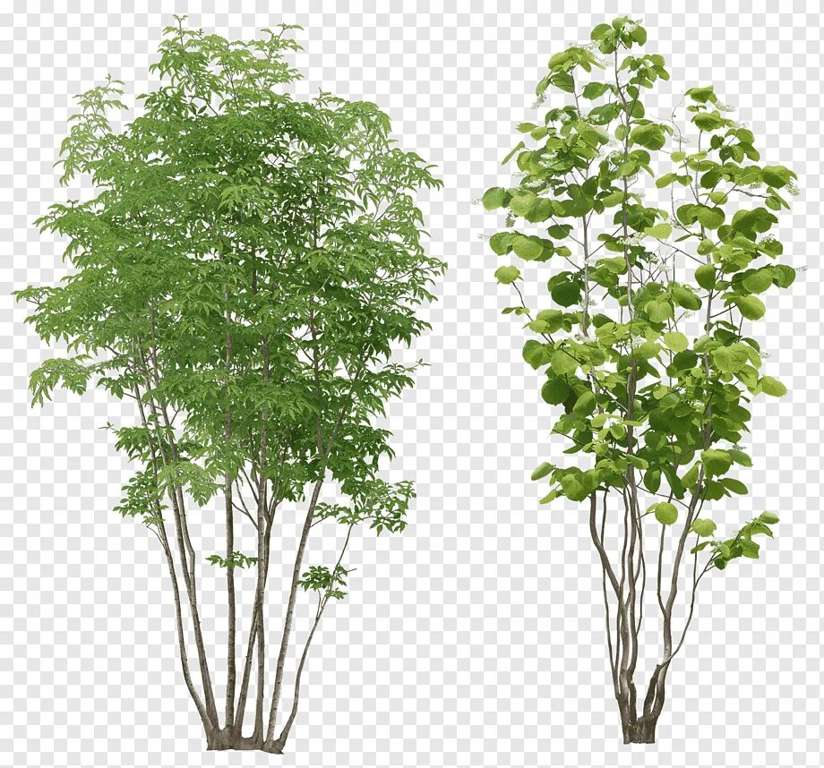 Два куста. Кусты мультяшные. Два куста. Два куста. Деревья сверху.